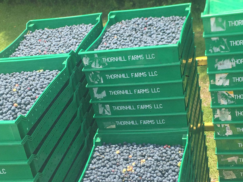 Thornhill Farms bushels of harvested blueberries